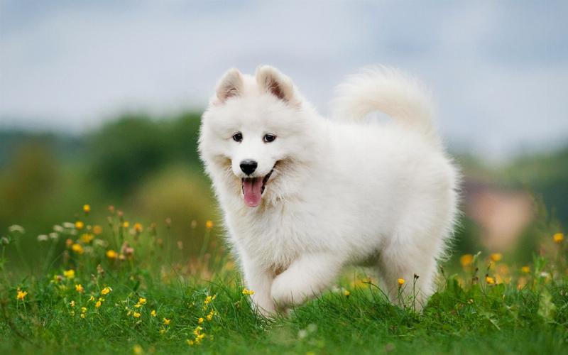 Bí Quyết Nắm Trọn Trái Tim “Bông Tuyết”: Cẩm Nang Nuôi Chó Samoyed Từ A-Z