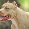 Bí Kíp Nuôi Chó Pitbull Khỏe Mạnh, Năng Động Cho Người Mới Bắt Đầu