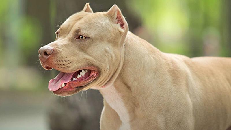 Bí Kíp Nuôi Chó Pitbull Khỏe Mạnh, Năng Động Cho Người Mới Bắt Đầu