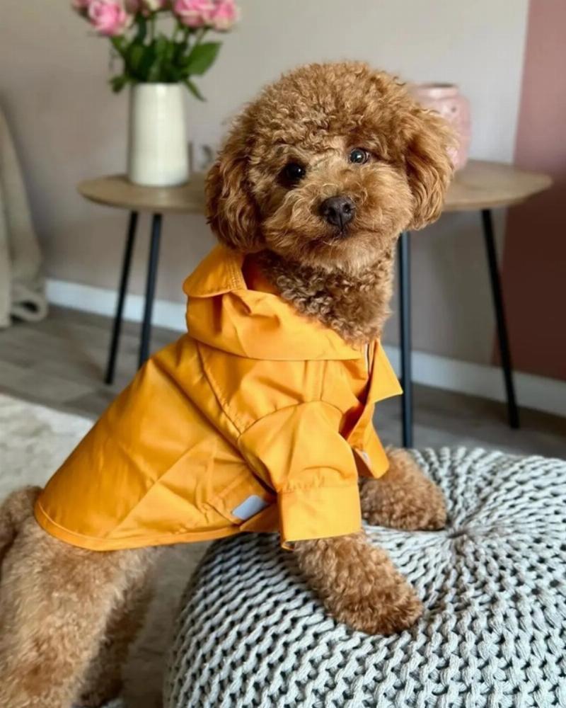 Đặc điểm của chó Poodle