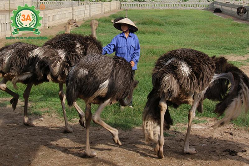 Kỹ thuật nuôi đà điểu: Bí quyết cho hiệu quả kinh tế cao và đầu ra ổn định