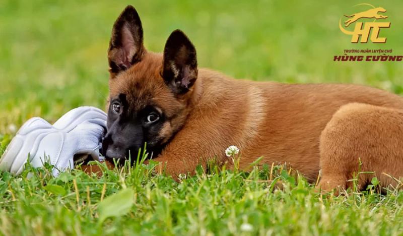 Dạy chó Malinois có dễ không?