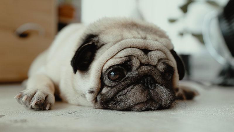 Đối với chó Pug từ 2 đến 3 tháng tuổi