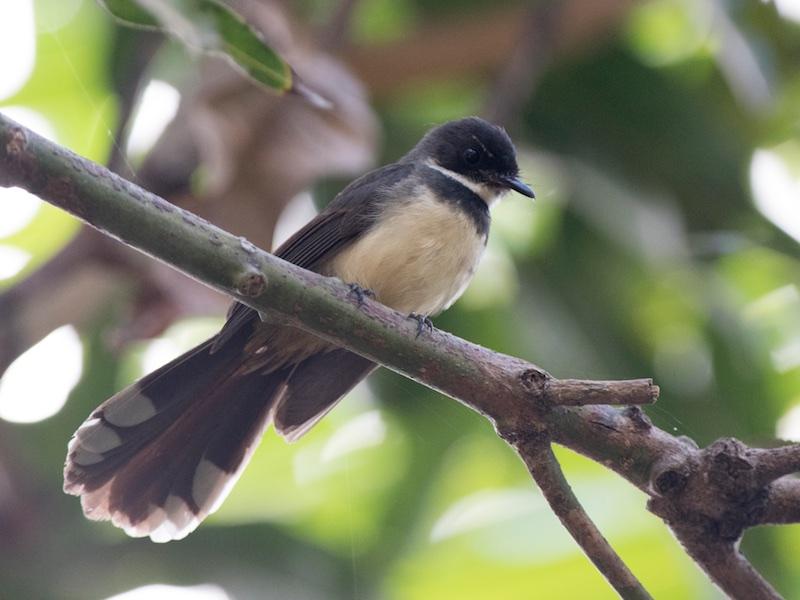 Giá chim Rẻ Quạt bao nhiêu tiền?