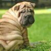 Hướng dẫn cách nuôi chó Shar Pei chi tiết từ A đến Z