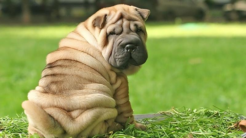 Hướng dẫn cách nuôi chó Shar Pei chi tiết từ A đến Z