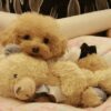 Bí Quyết Nuôi Chó Poodle: Cẩm Nang Từ A-Z Cho Người Mới Bắt Đầu