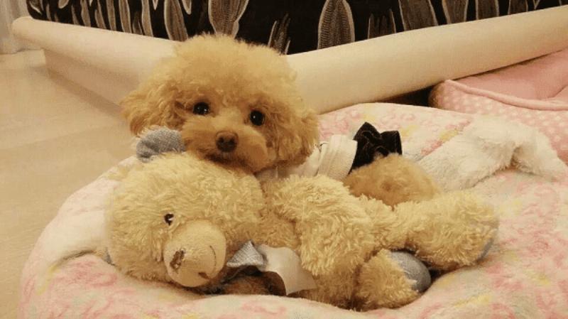 Bí Quyết Nuôi Chó Poodle: Cẩm Nang Từ A-Z Cho Người Mới Bắt Đầu