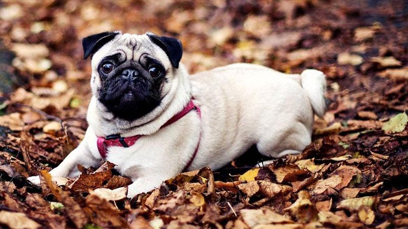 Lưu ý khi nuôi cho chó mặt xệ (Pug)