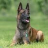 Hướng Dẫn Chi Tiết Cách Nuôi Chó Malinois Từ A-Z Cho Người Mới Bắt Đầu