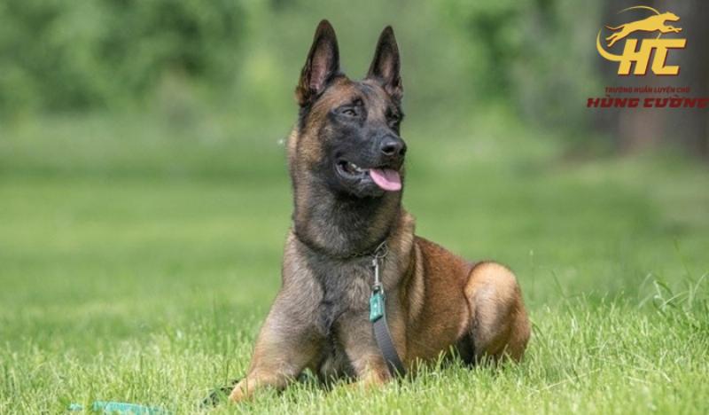 Hướng Dẫn Chi Tiết Cách Nuôi Chó Malinois Từ A-Z Cho Người Mới Bắt Đầu