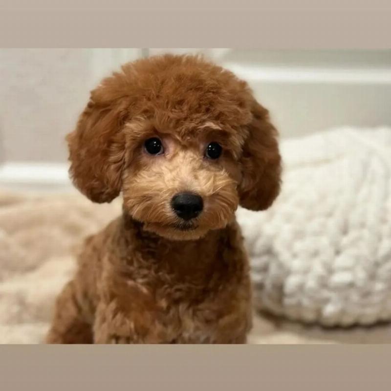 Những lý do nên nuôi chó Poodle