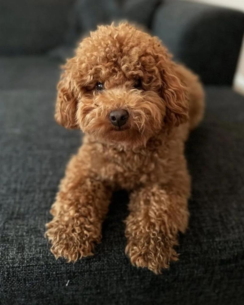 Phân loại chó Poodle