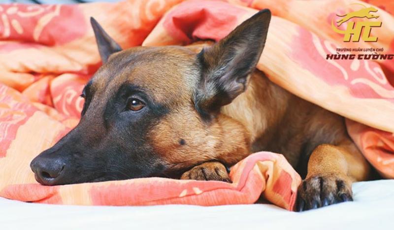 Phòng bệnh chó Malinois