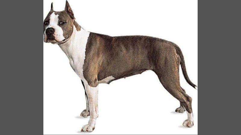 Staffordshire Bull Terrier