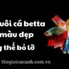 Bật Mí Cách Nuôi Cá Betta Lên Màu Đẹp Không Thể Bỏ Lỡ