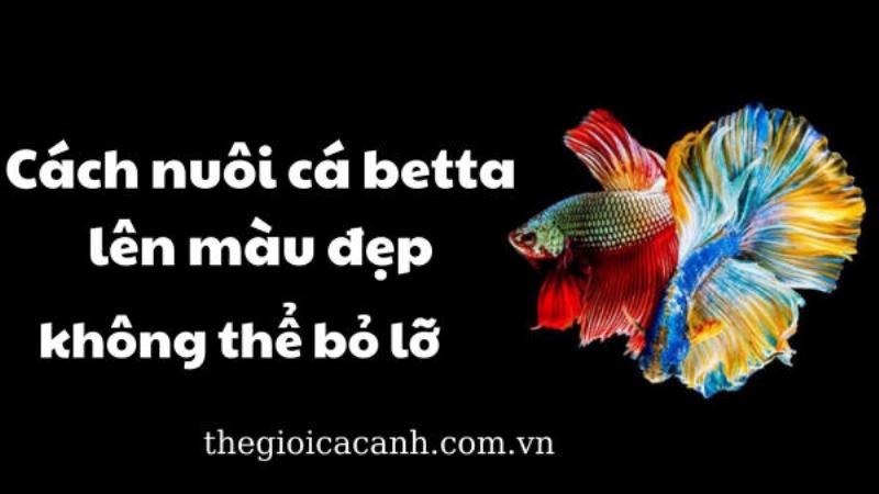 Bật Mí Cách Nuôi Cá Betta Lên Màu Đẹp Không Thể Bỏ Lỡ