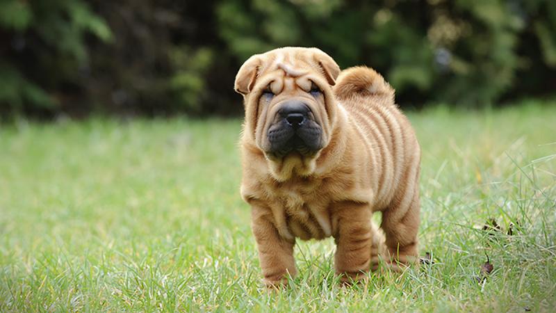 Thức ăn tốt nhất cho chó Shar Pei là thức ăn khô, các loại thịt và rau, củ tươi,...