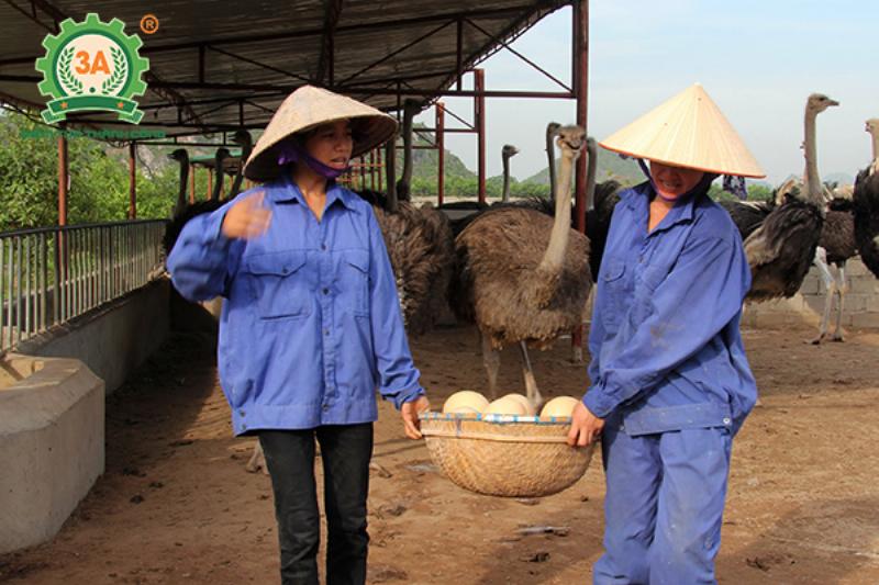 Trứng đà điểu có kích thước lớn hơn nhiều so với trứng gà