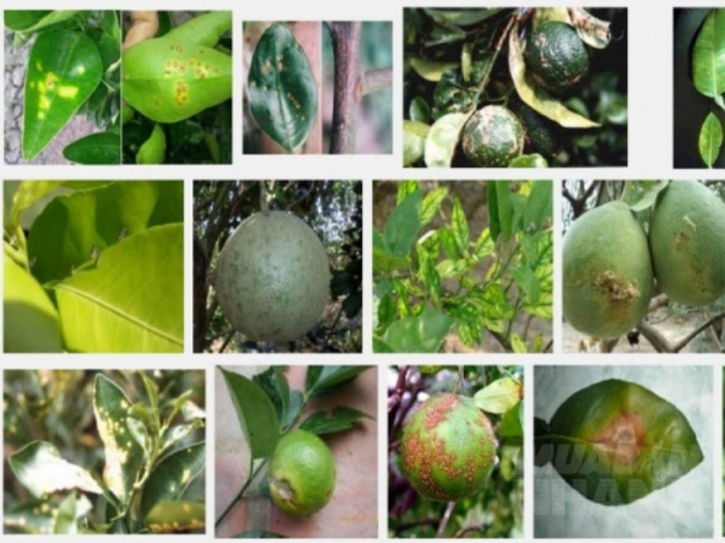 Citrus tristeza: Image of a citrus tree affected by tristeza, showing symptoms like yellowing, branch dieback, leaf drop, stem pitting, and yellowing at the bottom of the fruit.