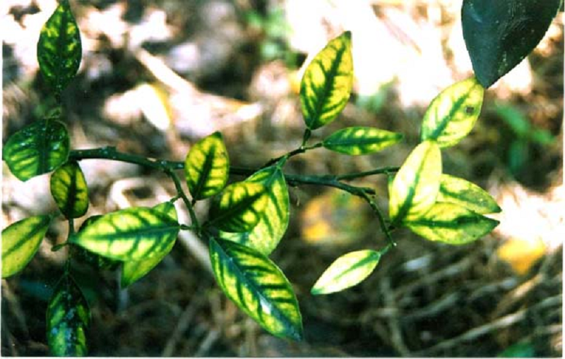 Citrus greening disease (Huanglongbing): Image of citrus leaves exhibiting blotchy mottled yellowing, narrow, pointed shape, and image of small, lopsided fruit with reversed maturity.