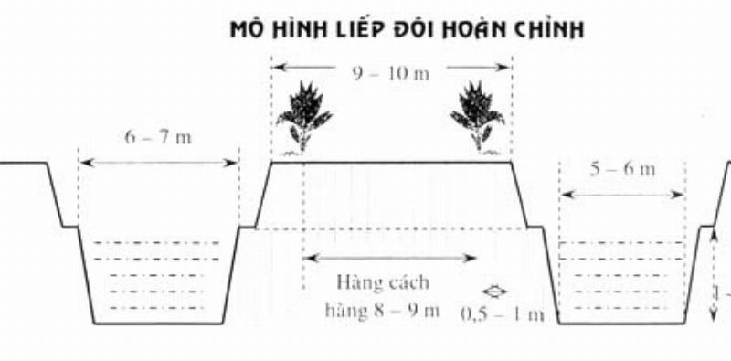 Hình ảnh minh họa cho thấy bộ rễ của cây dừa tập trung ở độ sâu 1m và ăn rộng 2m