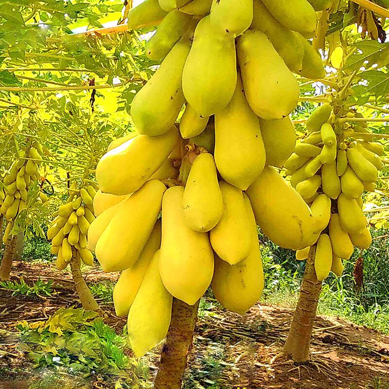 Bón phân cho cây đu đủ đúng cách