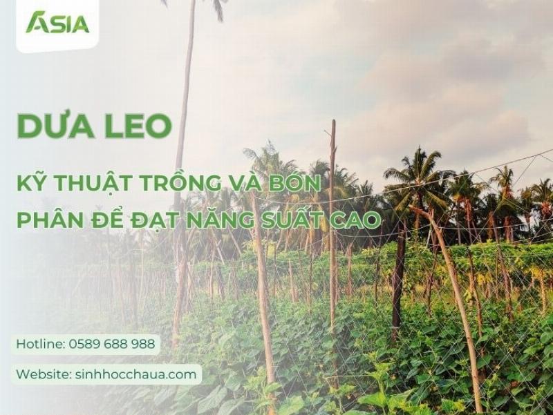 Bón phân cho dưa leo