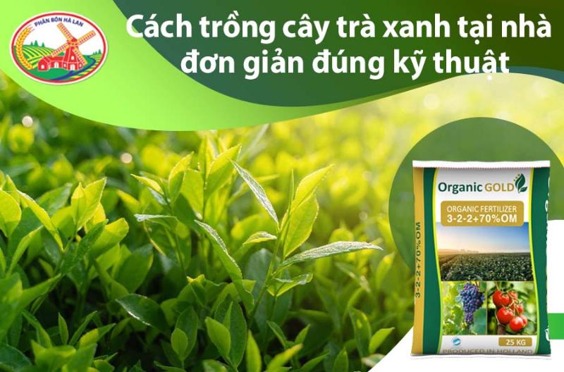 Bón phân định kỳ cho cây trà xanh trong chậu