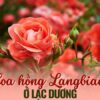 Bật mí cách trồng hoa hồng Đà Lạt nở hoa quanh năm