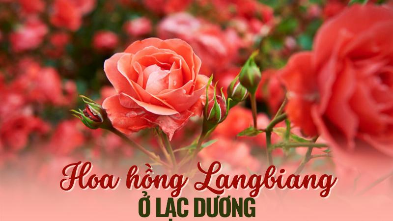 Các giống hoa hồng Đà Lạt phổ biến: Tezza, cổ Đà Lạt, Sa Đéc.