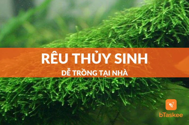 Các loại rêu thủy sinh phổ biến