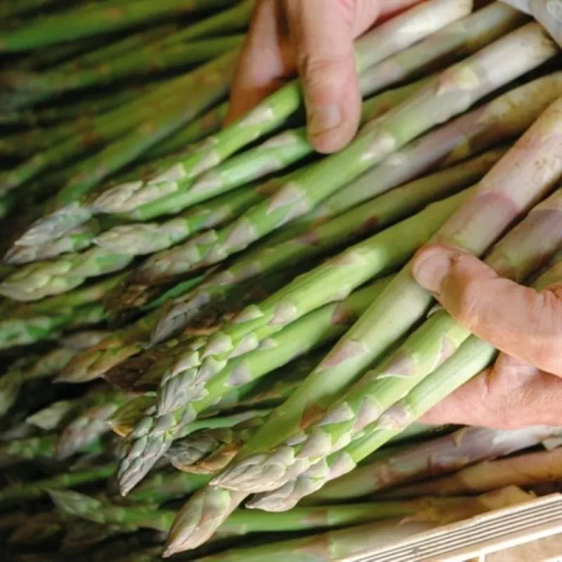 Planting asparagus seedlings: digging holes, placing seedlings, covering with soil, watering.