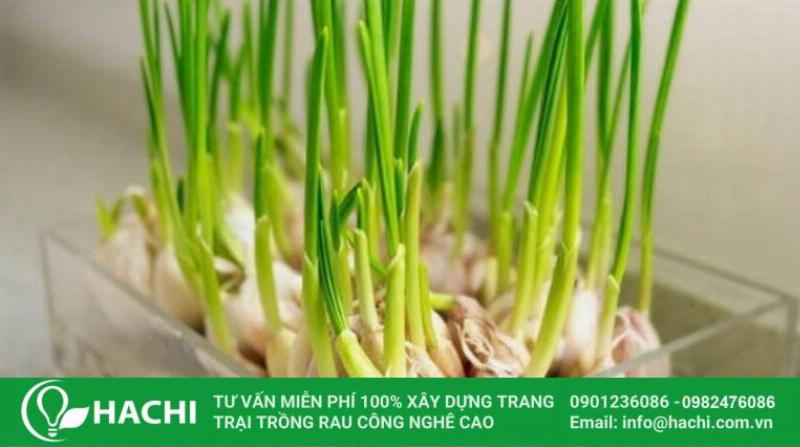 Trồng tỏi thủy canh bằng chai nhựa