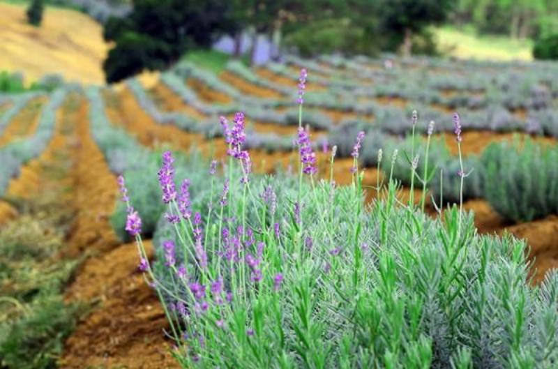 Cánh đồng hoa lavender tím ngắt trải dài.