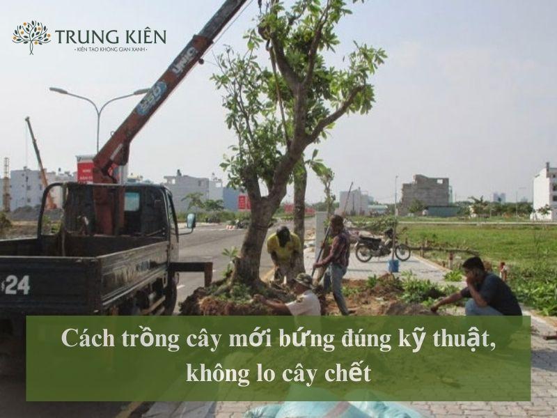 Cắt tỉa cành lá cây khế trước khi bứng