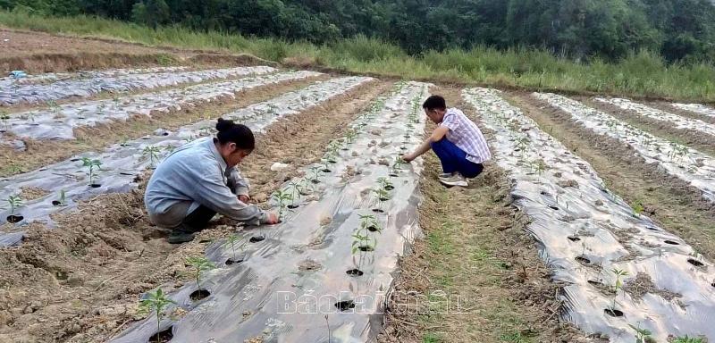 Cây con ớt chỉ thiên 30-35 ngày tuổi, sẵn sàng để trồng