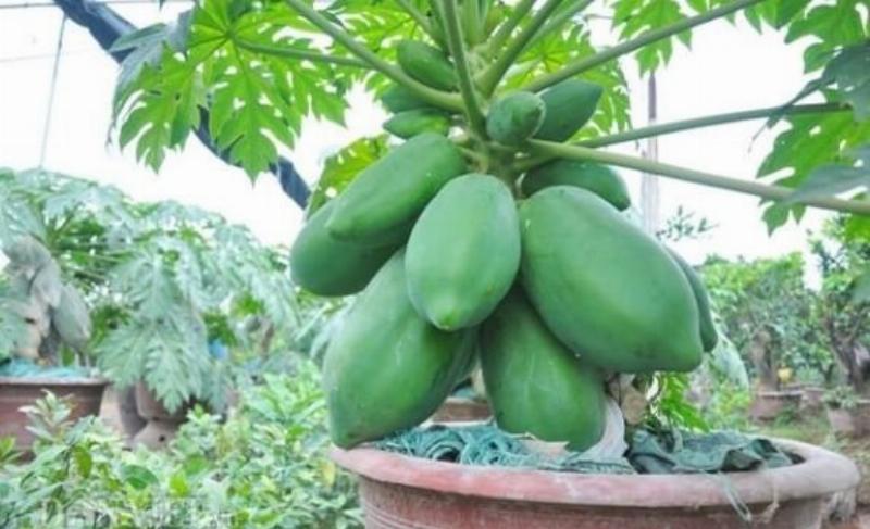 Papaya aus Samen ziehen: Anleitung für schnelles Keimen und reiche Ernte