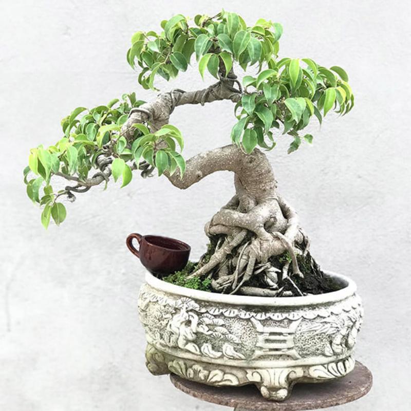 Growing and Caring for Vibrant Chinese Fig Trees