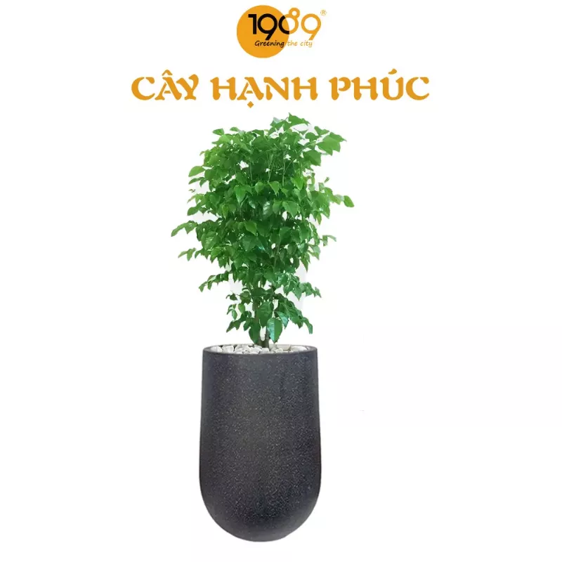 Cây Hạnh Phúc - Đặc điểm hình thái