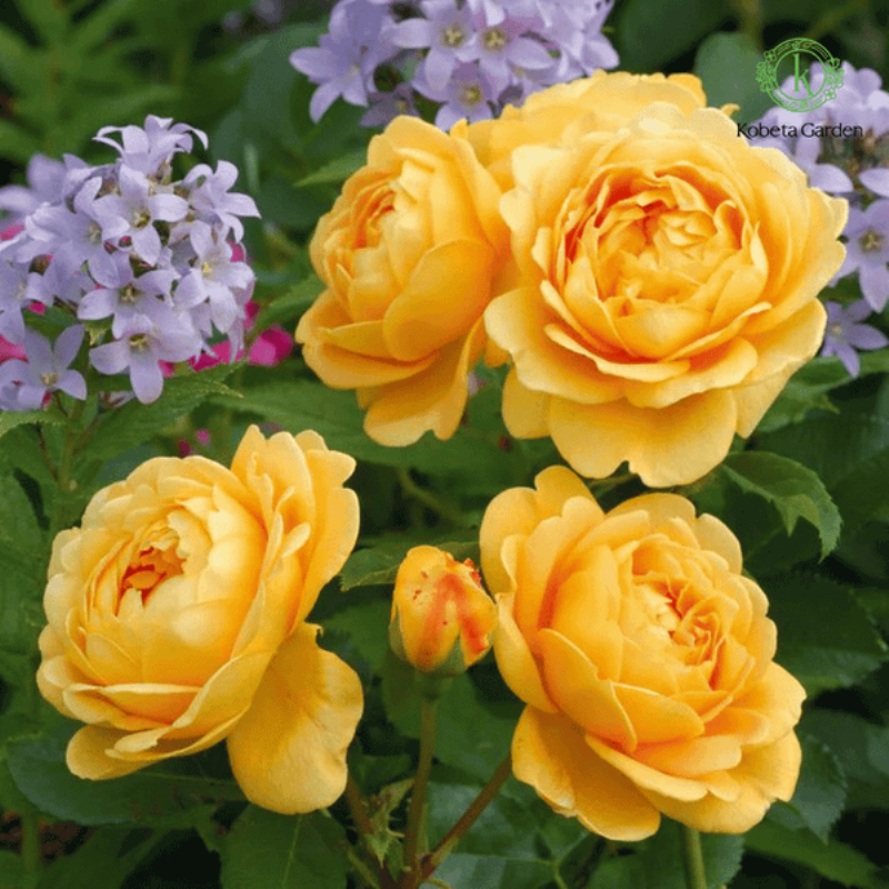 Kletterrose 'Golden Celebration'