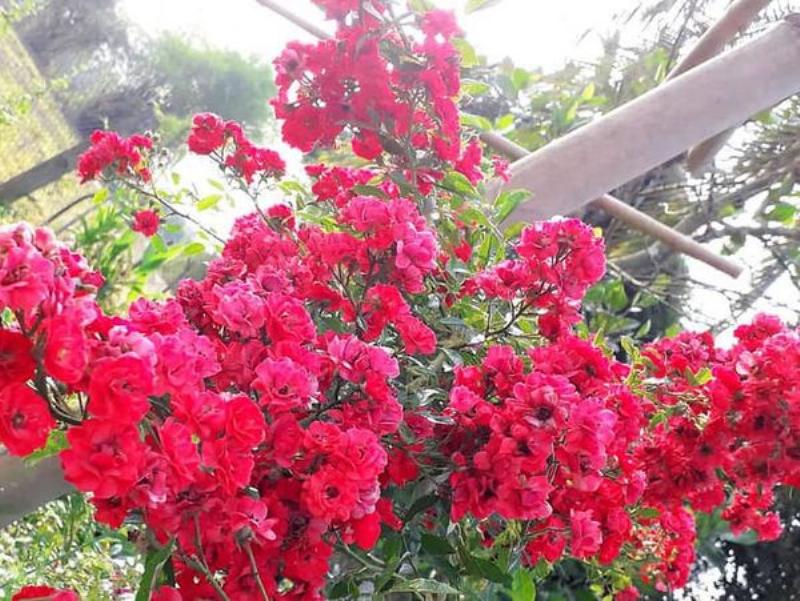 Kletterrose 'Red Fairy'