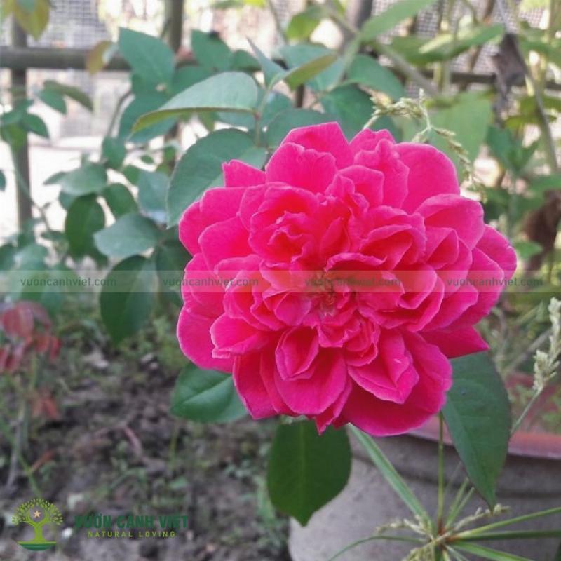 Kletterrose 'Tường Vi'