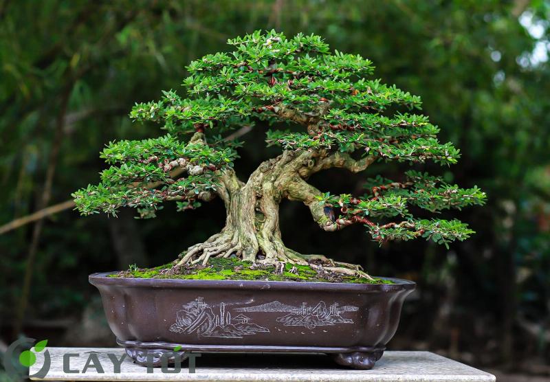 Cây mộc hương bonsai được tạo dáng tinh tế, thân cây xù xì, lá xanh mướt, thể hiện sự hài hòa giữa thiên nhiên và nghệ thuật.