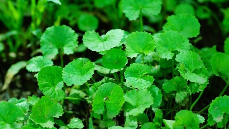 Growing Gotu Kola from Seed: A Comprehensive Guide