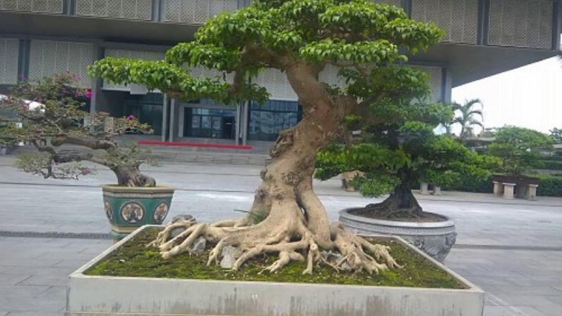 Ein wunderschön geformter Banyan-Bonsai.