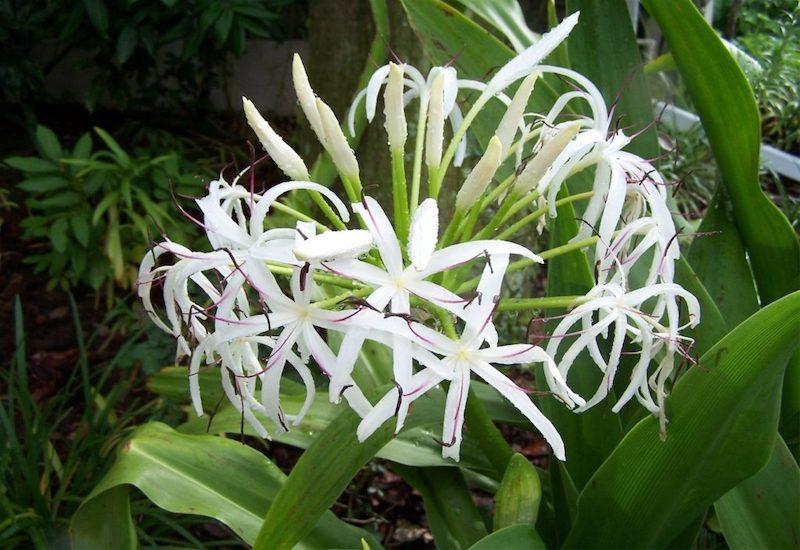 Anbau der Crinum latifolium: Anleitung für hohe Erträge