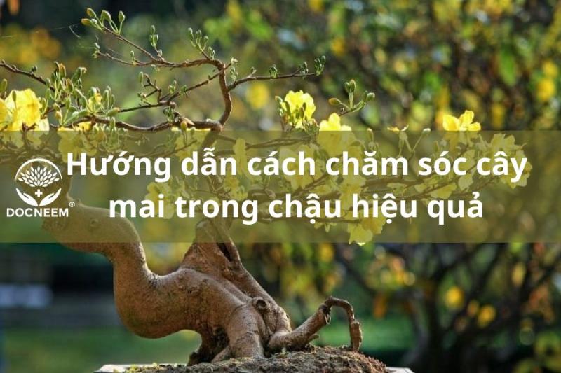 Chăm sóc cây mai trong chậu ngày Tết