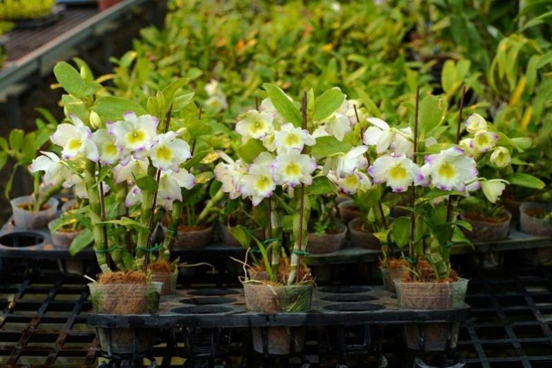 Dendrobium-Orchideen erfolgreich pflanzen: Tipps für üppige Blütenpracht