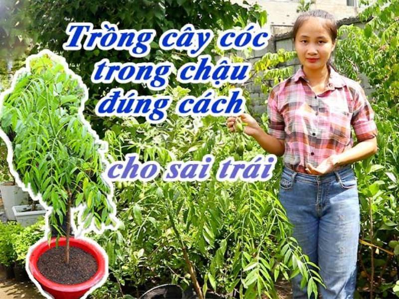 Chậu trồng cóc phù hợp